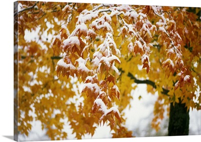 Snow on autumn color leaves, Oregon, united states,
