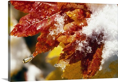 Snow On Autumn Color Vine Maple Tree Leaves