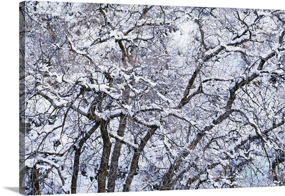 Snow On Cottonwood Trees