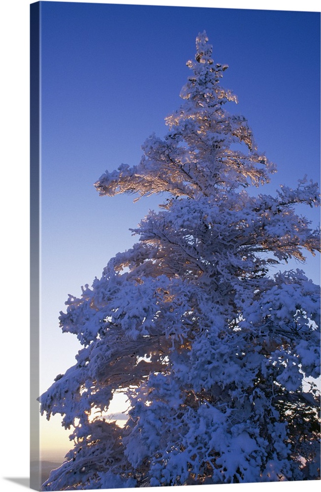 Tall canvas print of a snow covered tree at sunset.