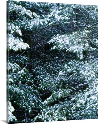 Snow on pine trees, close up, Iowa