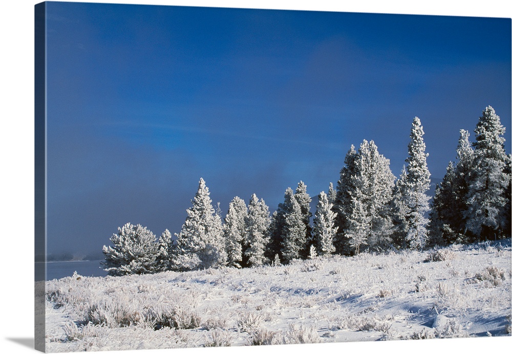 Snow on pine trees, dark sky, Rocky Mountains, Colorado