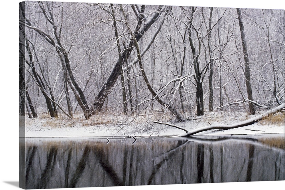 Landscape, large wall picture of snow covered trees in a dense forest, reflecting on calm waters in the foreground.