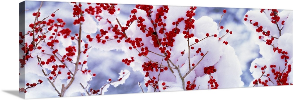 Giant, panoramic photograph of the branches of a fruit tree with berries above the snow covered ground in Keihoku-Cho Kyot...