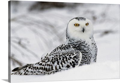 Snowy owl in snow, Michigan