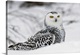 image thumbnail of Snowy owl in snow, Michigan