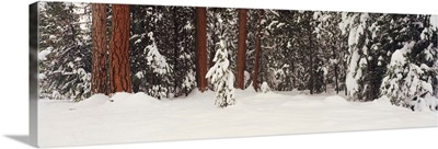 Snowy Ponderosa Pines WA