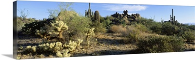 Sonoran Desert AZ