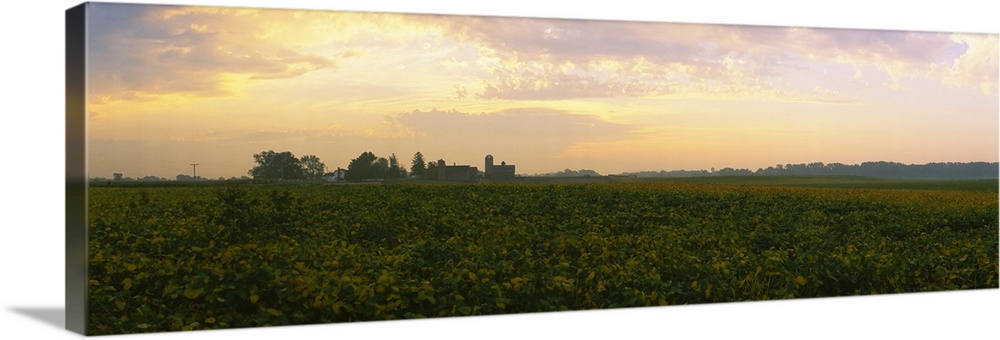 Soybean field at dusk, Illinois