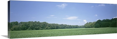 Soybean field DE