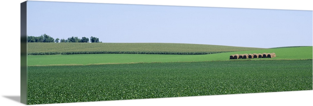 Soybean Field NE