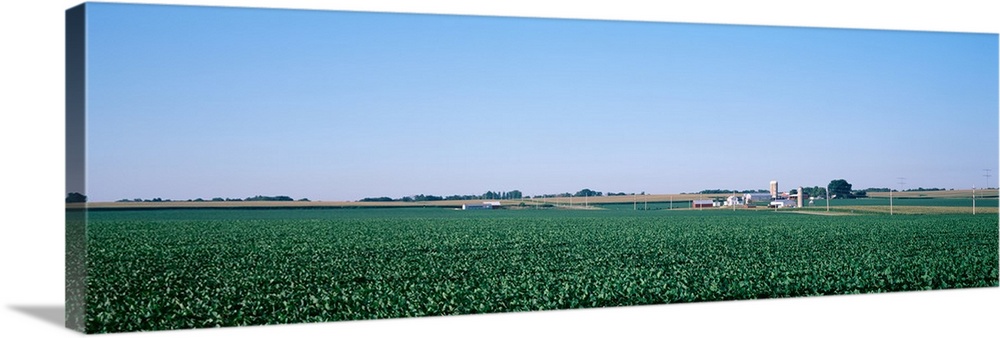 Soybean field Ogle Co IL