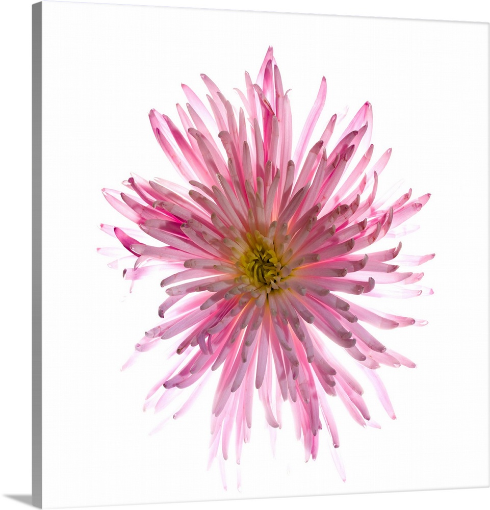 Spider mum flower against white background.