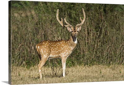 Spotted deer Axis axis in a forest Keoladeo National Park Rajasthan India