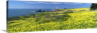 Spring Flowers & Pigeon Point Lighthouse CA