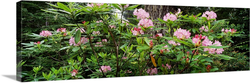 Spring Rhododendron Bloom  Humboldt Co  Redwood Nat'l Pk  CA