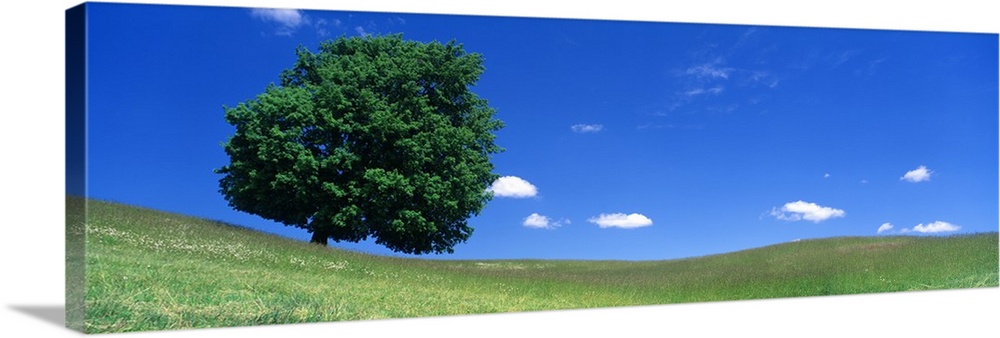 Panoramic photograph of one huge tree in a hilly meadow of short grass under a cloudy sky.