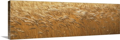 Spring Wheat