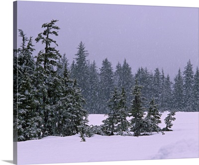 Spruce tree forest in snowstorm, Alaska