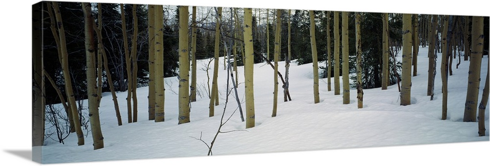Spruce trees among quaking aspen trees in deep snow, Alaska