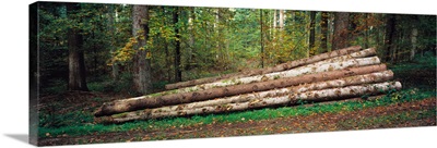 Stack of logs in a forest, Black Forest, Baden-Wurttemberg, Germany