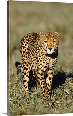 Stalking Cheetah Tanzania Africa