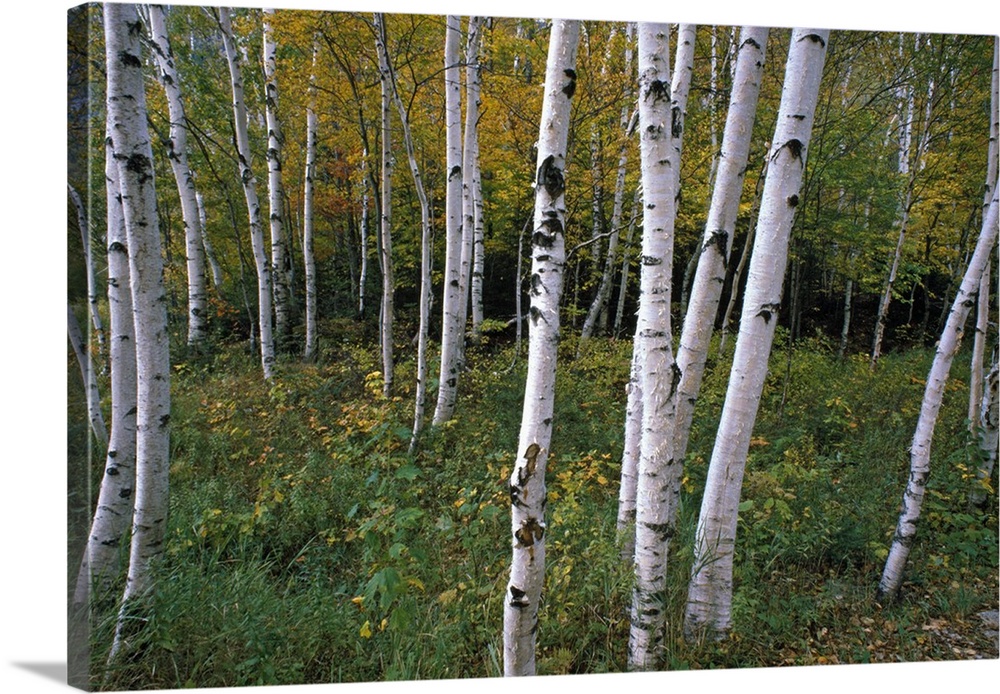Wall docor of thin tree trunks in a forest with undergrowth and fall foliage in the background.