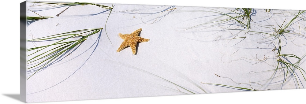 Horizontal panoramic photograph of a starfish laying on a beach surrounded by grass.