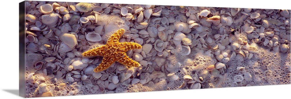 A starfish is photographed laying on top of tiny white shells with water bubbles lining the bottom of the picture.