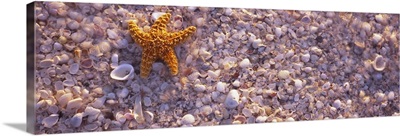 Starfish on the beach, Lovers Key State Park, Fort Myers Beach, Gulf of Mexico, Florida