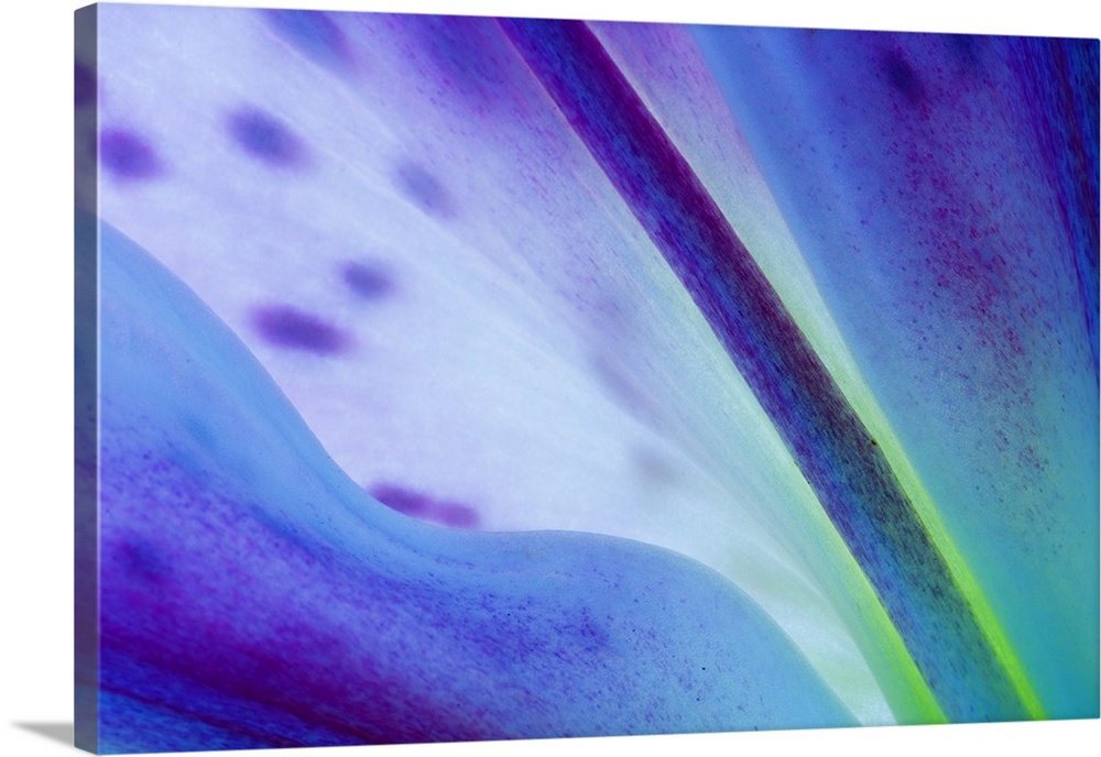 Stargazer lily blossom, detail. Wall Art, Canvas Prints, Framed Prints ...