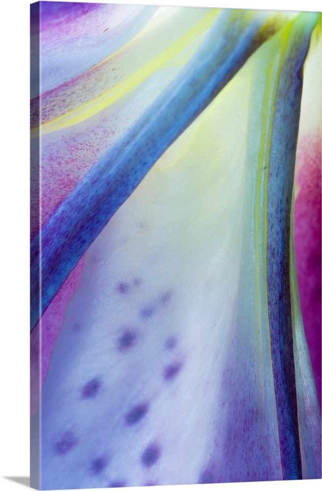 Portrait, close up photograph on a big canvas of part of a  multi-colored stargazer lily bloom.