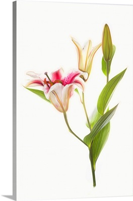 Stargazer Lily Flowers Against White Background
