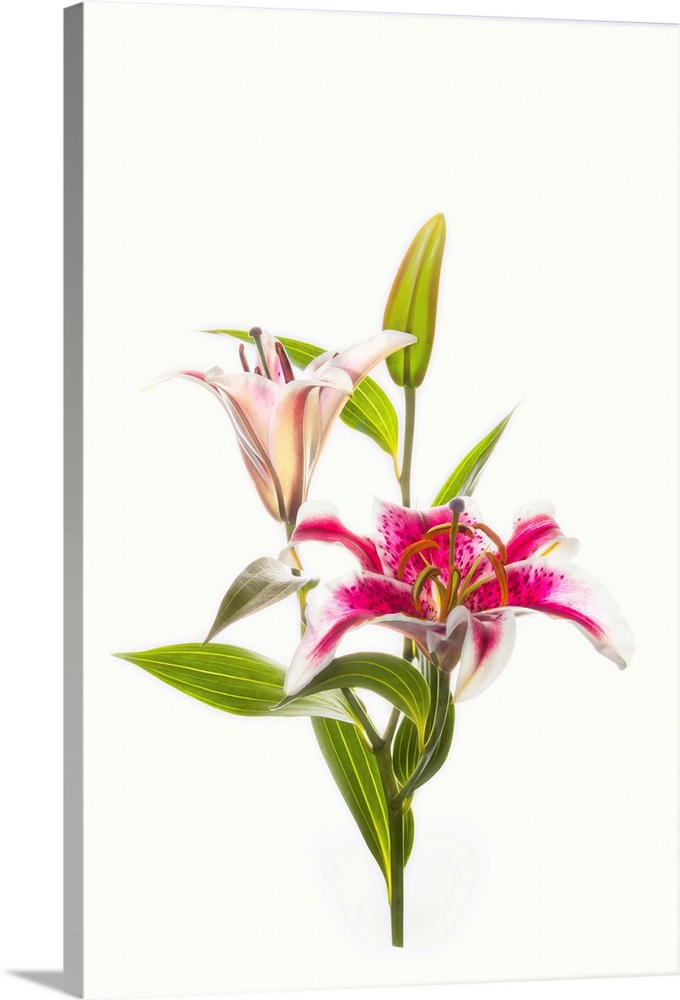Lily Flowers 60 Stems