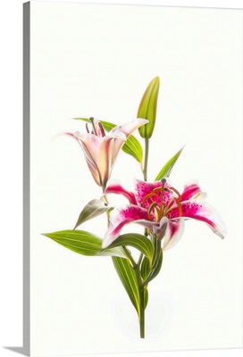 Stargazer Lily Flowers Against White Background