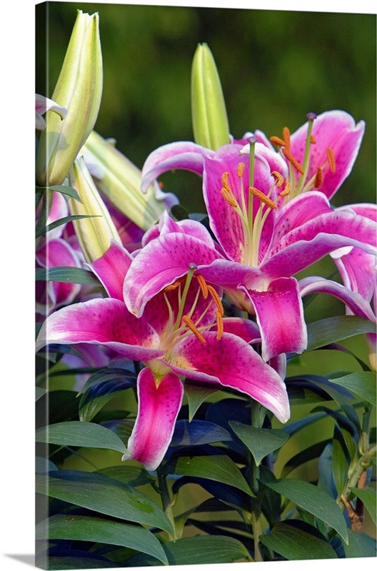 Stargazer lily flowers (Lilium Stargazer') in bloom, North Carolina