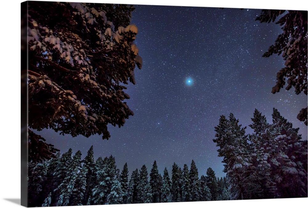 Starry cold night and trees, Lapland, Sweden