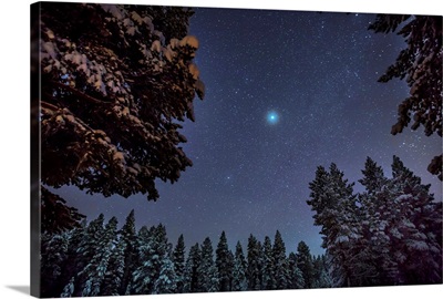 Starry cold night and trees, Lapland, Sweden