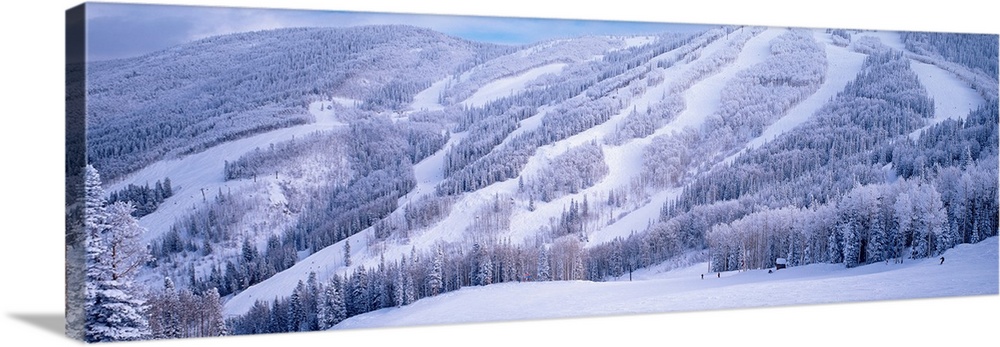 Panoramic photograph displays a monochromatic mountain scene packed with trees that has been blanketed by snow.