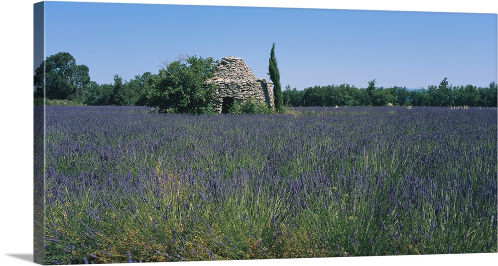 Stone hut in a Lavender field, Luberon, France