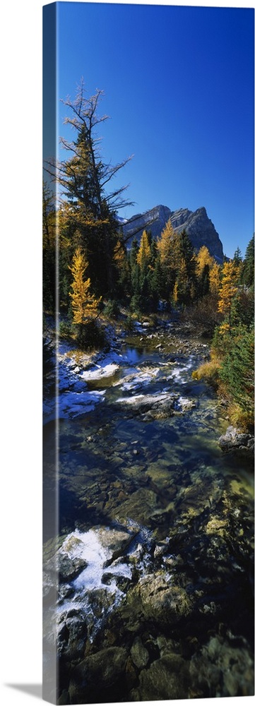 Vertical panoramic canvas of water running through a forest with fall foliage and a rugged mountain in the background.