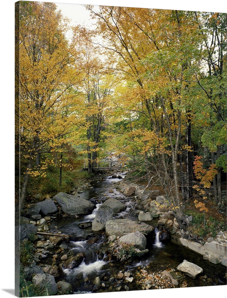 Vertical photograph on a large canvas of a rocky stream running through an autumn colored forest in Vermont.