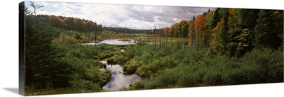 Stream flowing through a forest, Ottawa National Forest, Upper Peninsula, Michigan