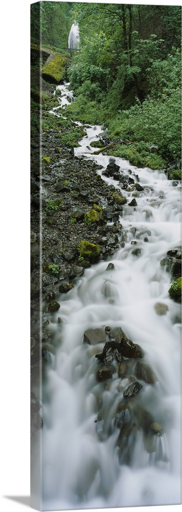 Stream flowing through a forest, Wahkeena Waterfall, Columbia River Gorge, Oregon