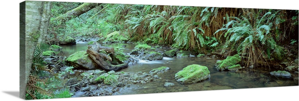 Stream flowing through a rainforest, Van Damme State Park, Mendocino, California