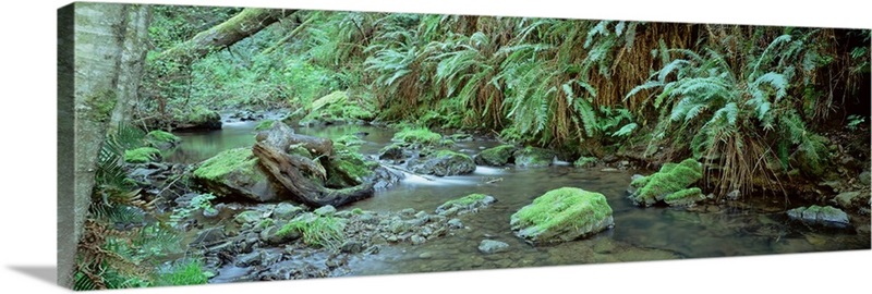 Stream flowing through a rainforest, Van Damme State Park, Mendocino ...