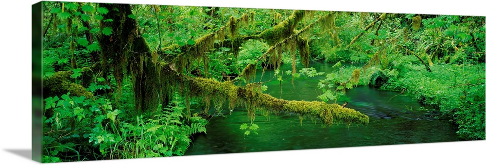Stream flowing through Hoh Rainforest, Olympic National Park, Washington State