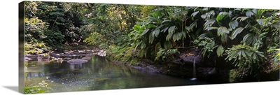 Stream passing through a tropical rainforest, Guadeloupe
