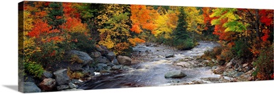 Stream with trees in a forest in autumn, Nova Scotia, Canada