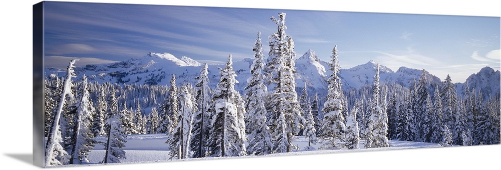 Subalpine fir trees (Abies lasiocarpa) covered with snow, Tatoosh Range, Mt Rainier National Park, Washington State